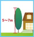 高木（高さ5～7メートル未満）